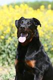 BEAUCERON 939